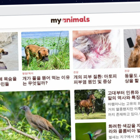 Publish Guest Post on myanimals.co.kr